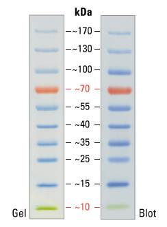 Fermentas Protein Maker 蛋白Maker