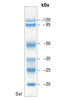 Fermentas Protein Maker 蛋白Maker